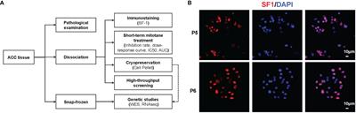 Pharmacogenomic analysis in adrenocortical carcinoma reveals genetic features associated with mitotane sensitivity and potential therapeutics